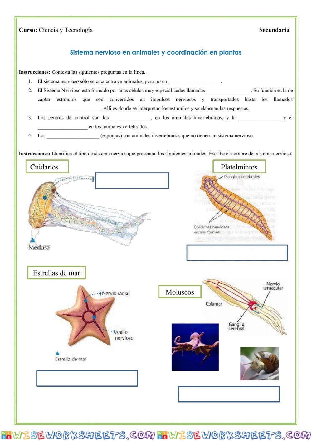Sistema nervioso en animales y coordinación vegetal