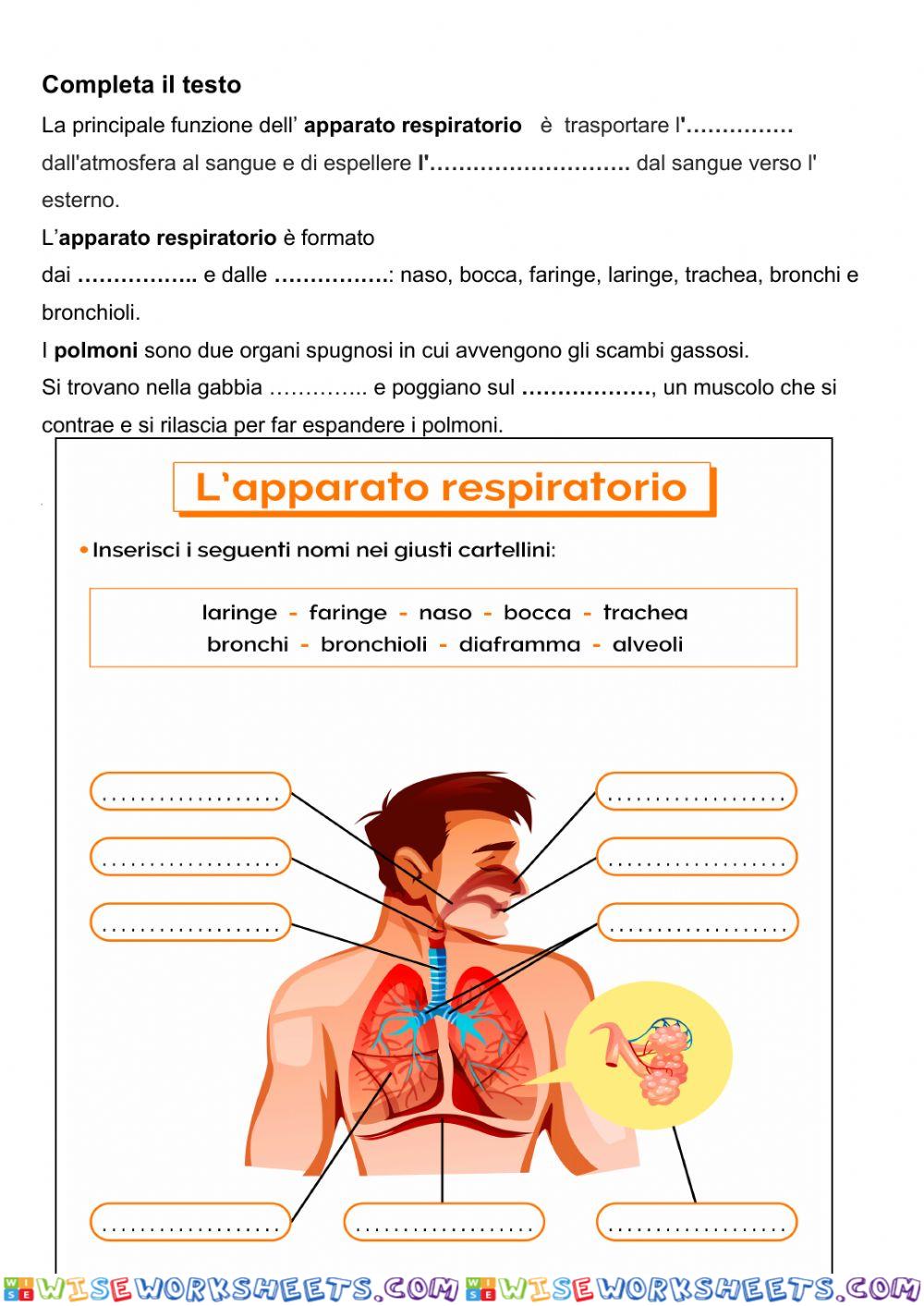 Sistema respiratorio