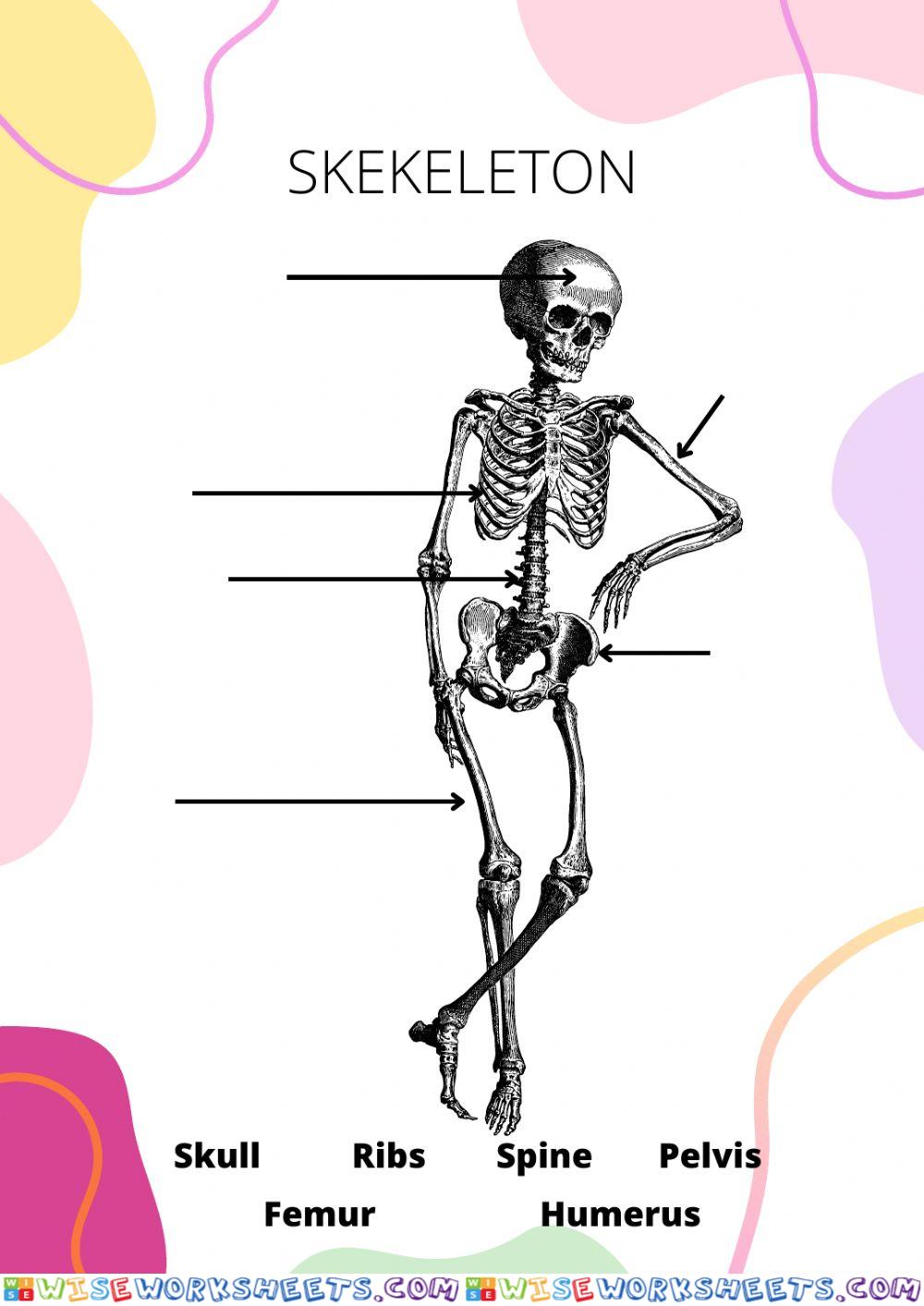 Skeleton