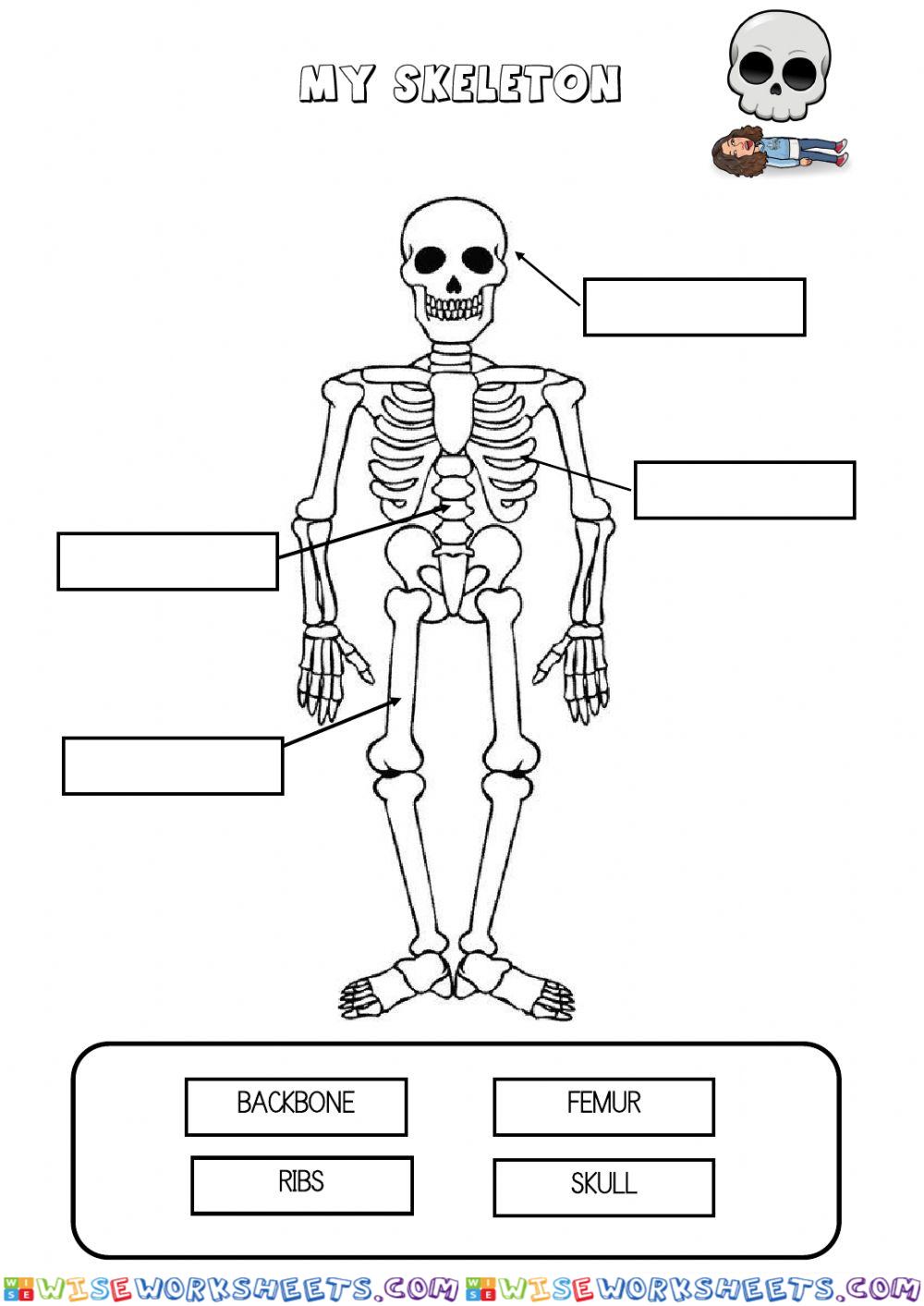 Skeleton
