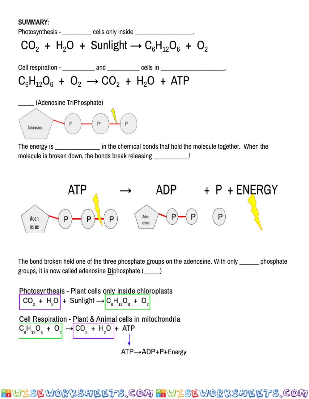 worksheet