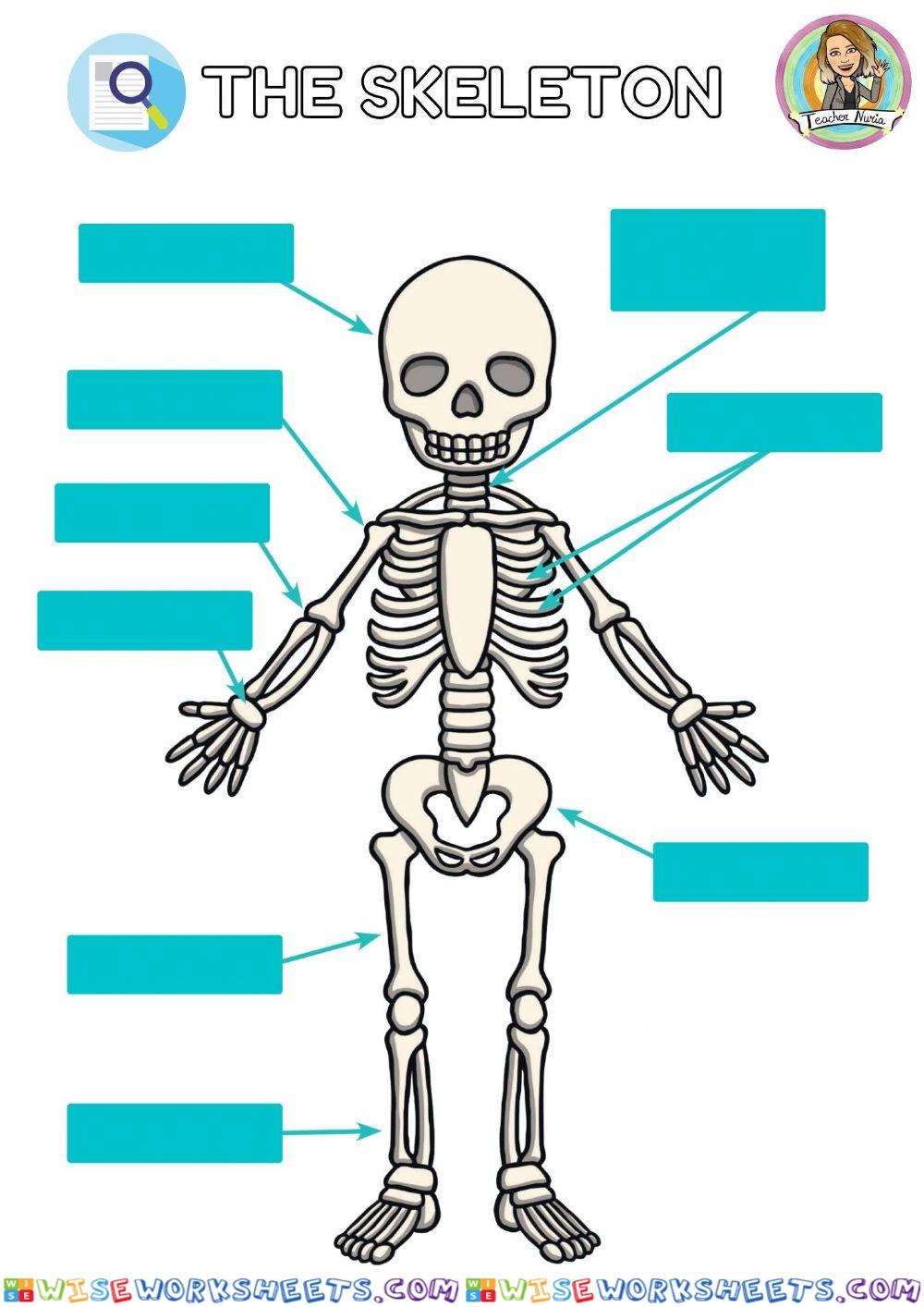 Skeletón parts -teachernuriainclass