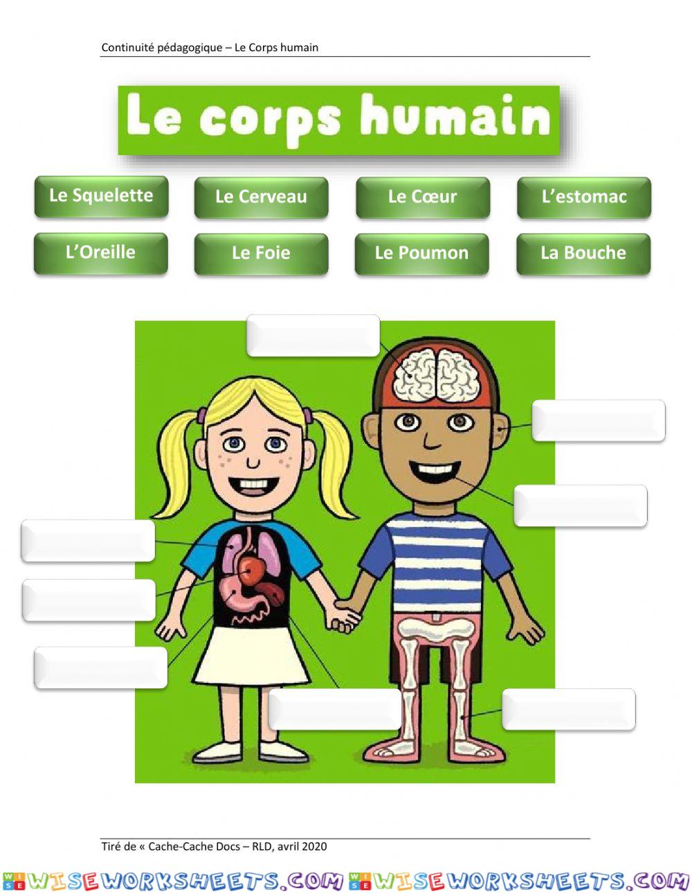 Le Corps Humain Ver 2