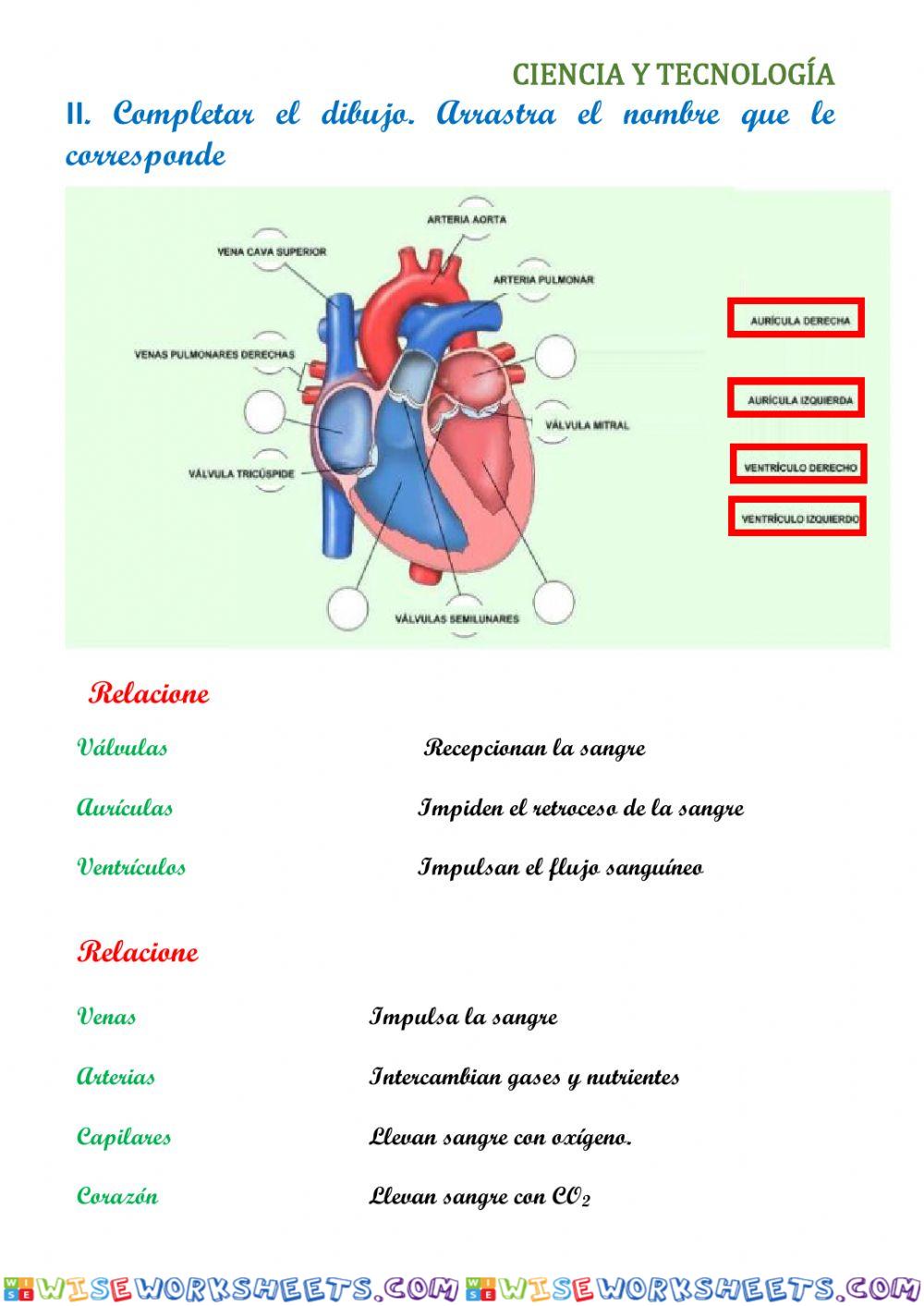worksheet