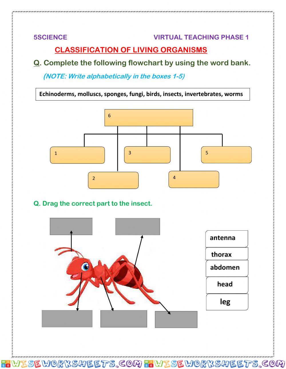 Classification of living organisms