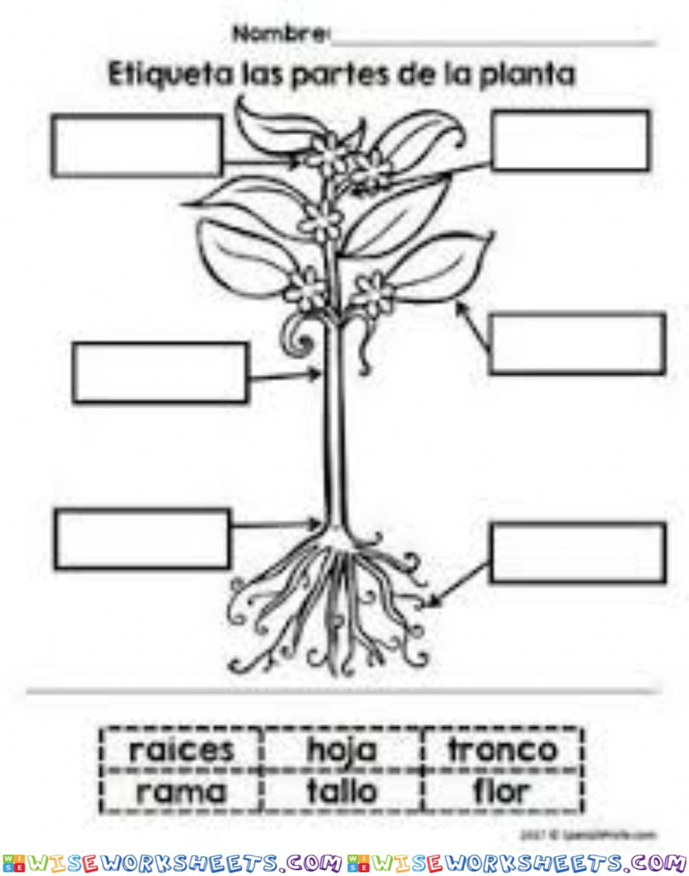 Organos de las plantas volumen 2