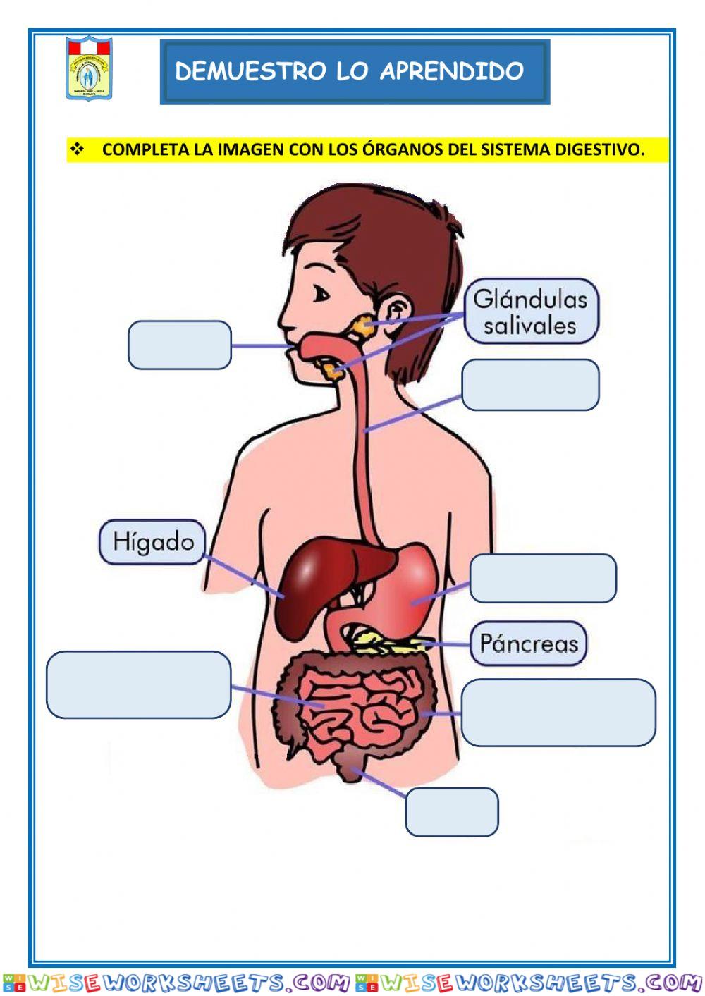 El sistema digestivo