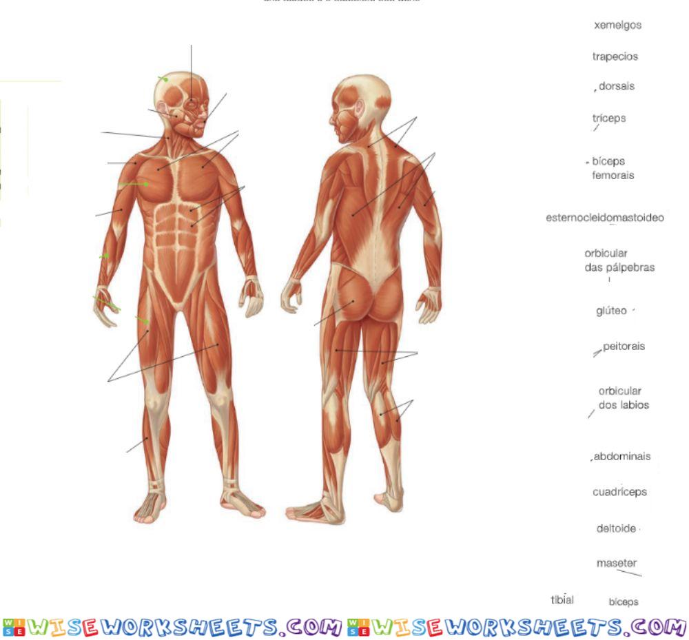 Aparello locomotor