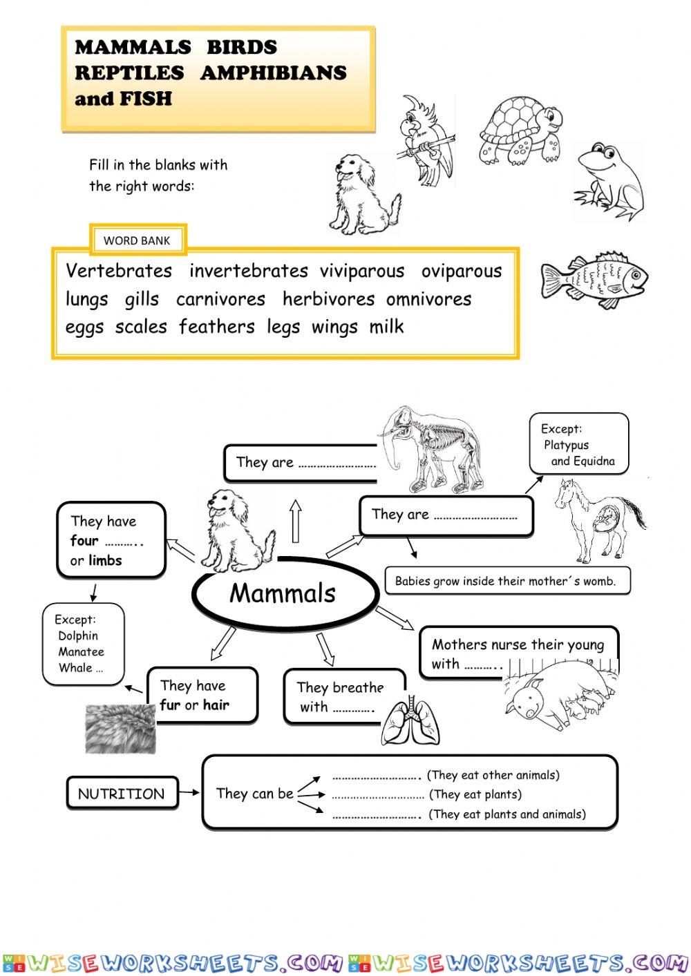 Mammals, birds, reptiles, amphibians and fish