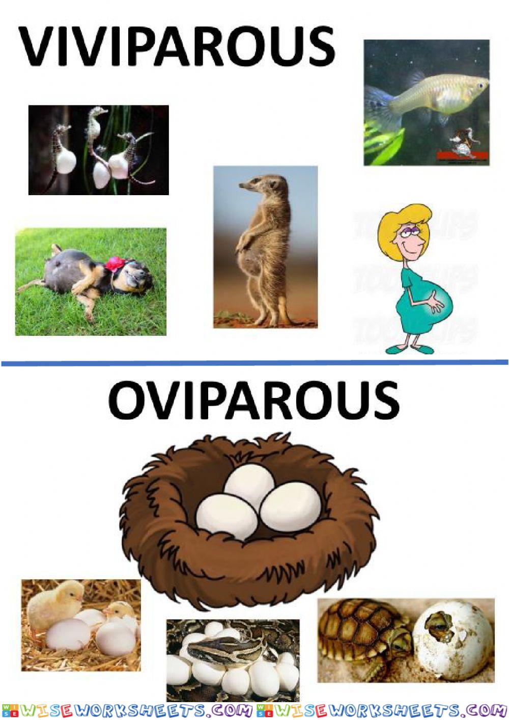 Viviparous, oviparous