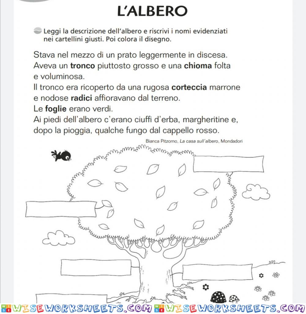 Le parti dell'albero