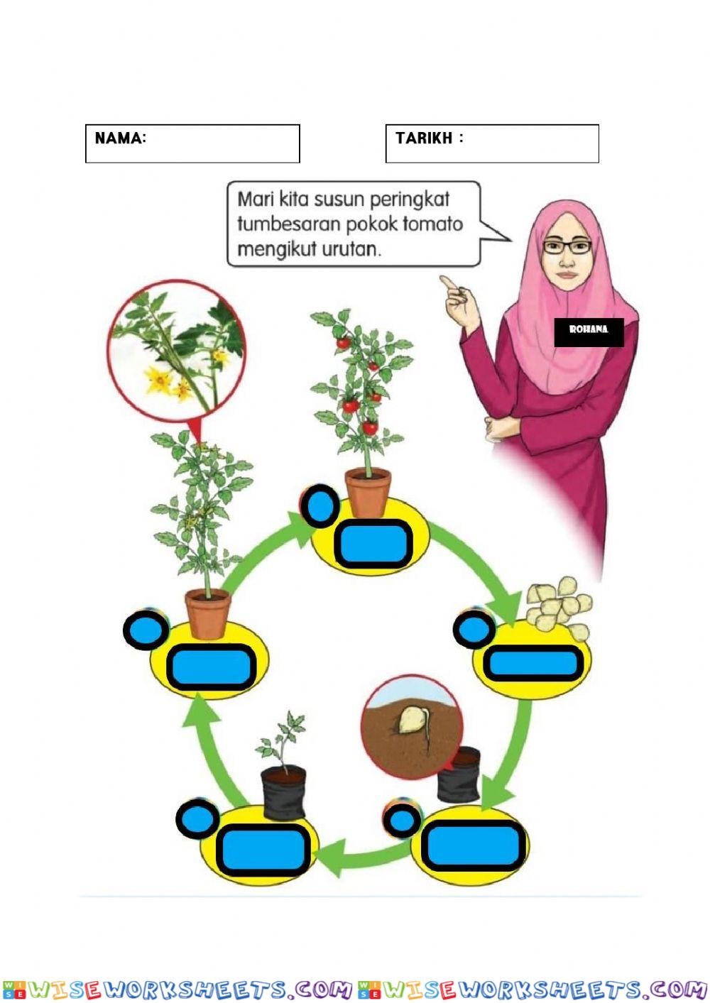 Tumbesaran pokok