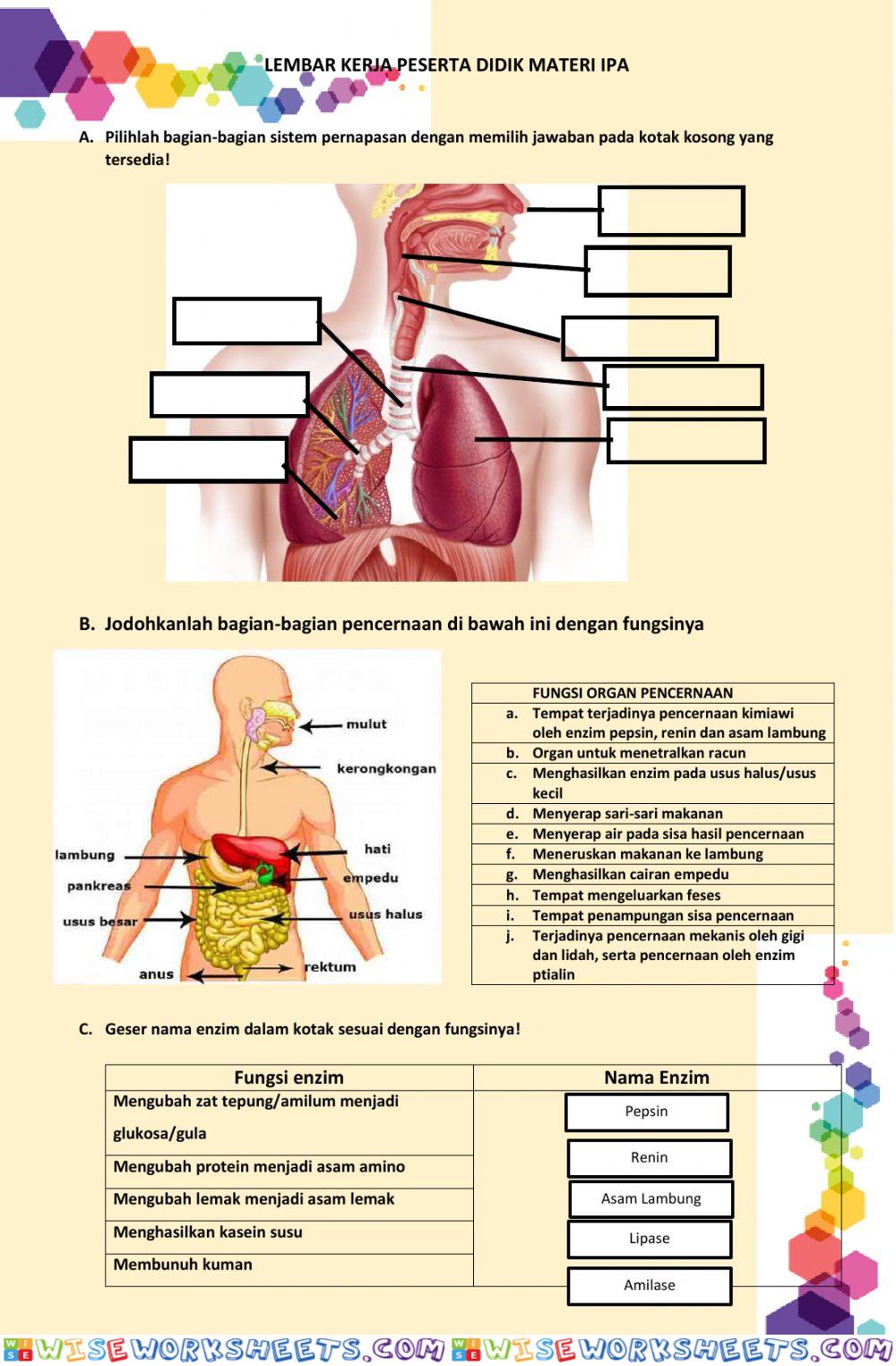 worksheet