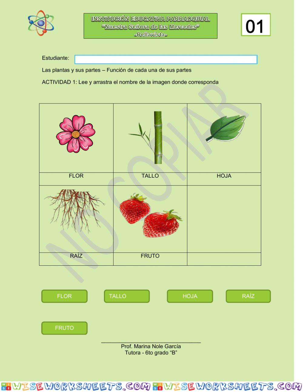 La planta y sus partes - Función de cada parte