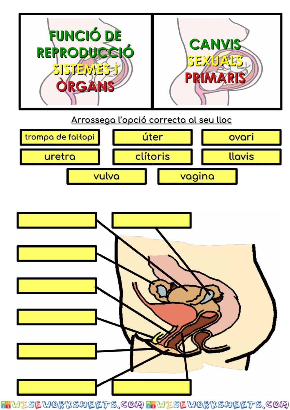 worksheet