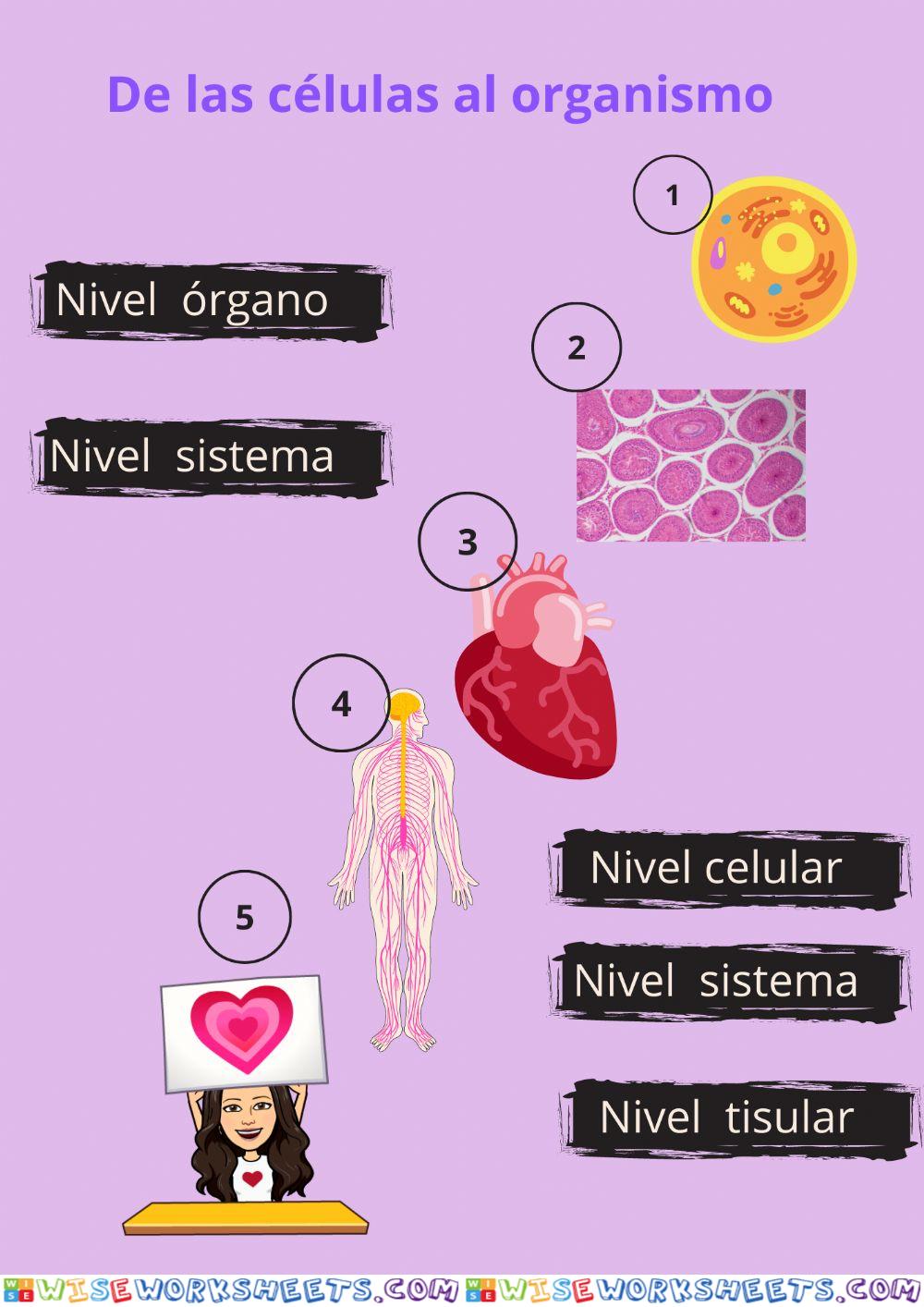 Nivel celular