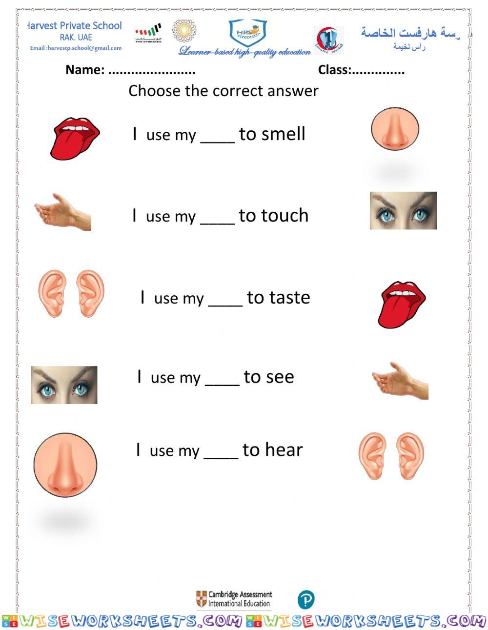 5 senses
