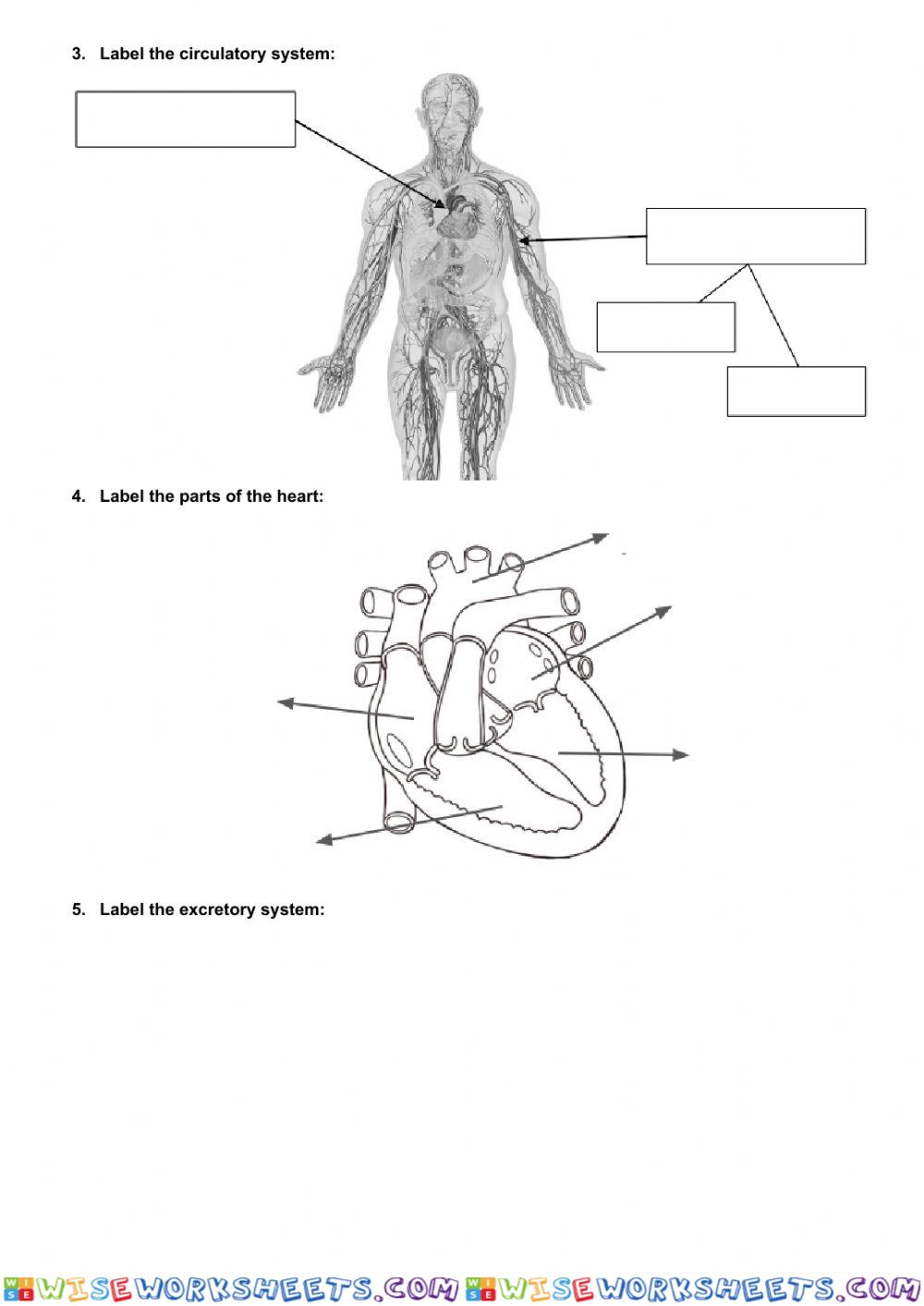 worksheet