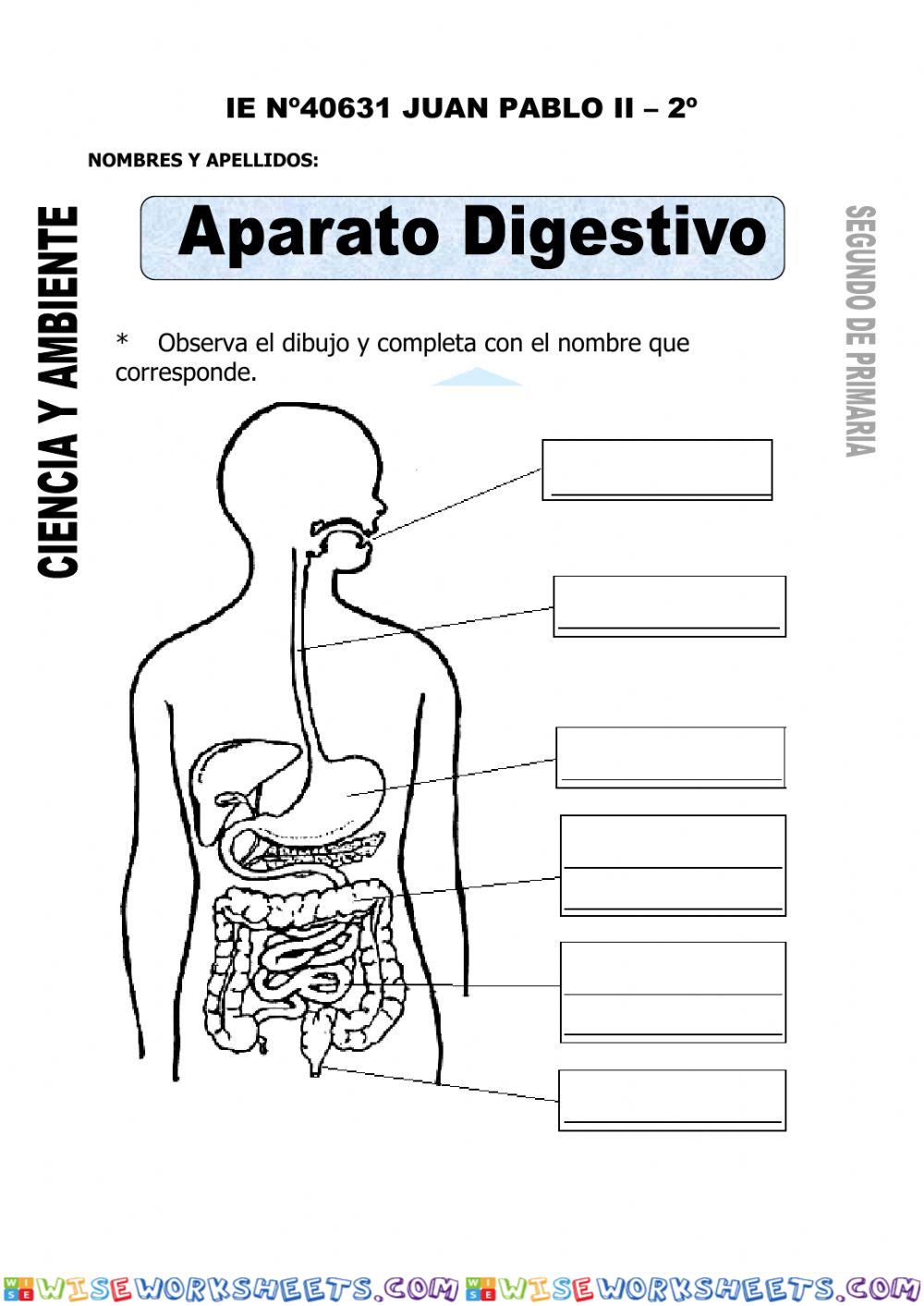 El sistema digestivo