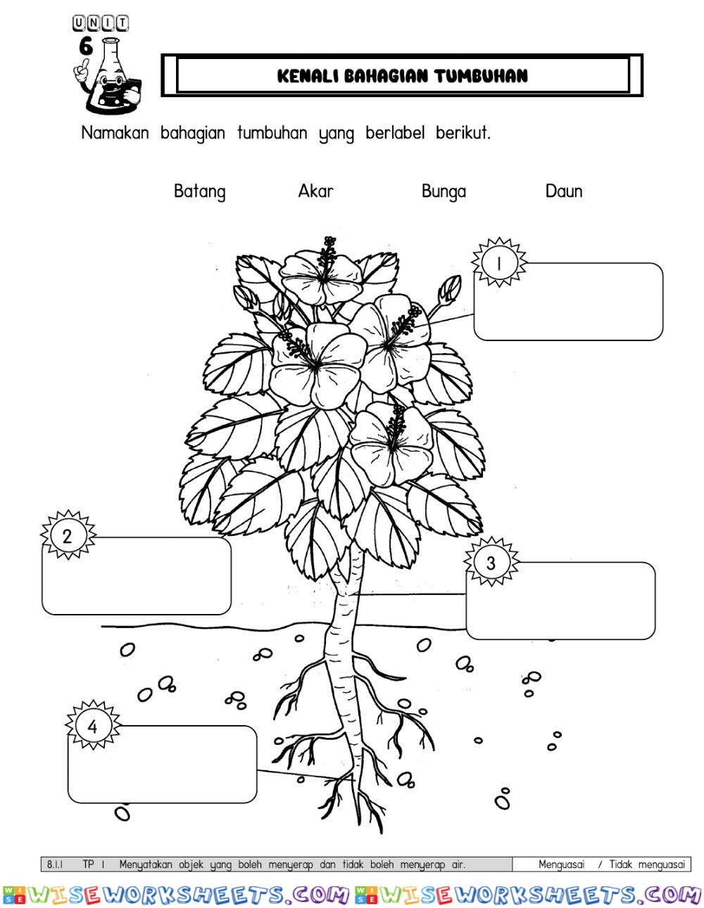 Unit 6 Tumbuhan Sains Tahun 1
