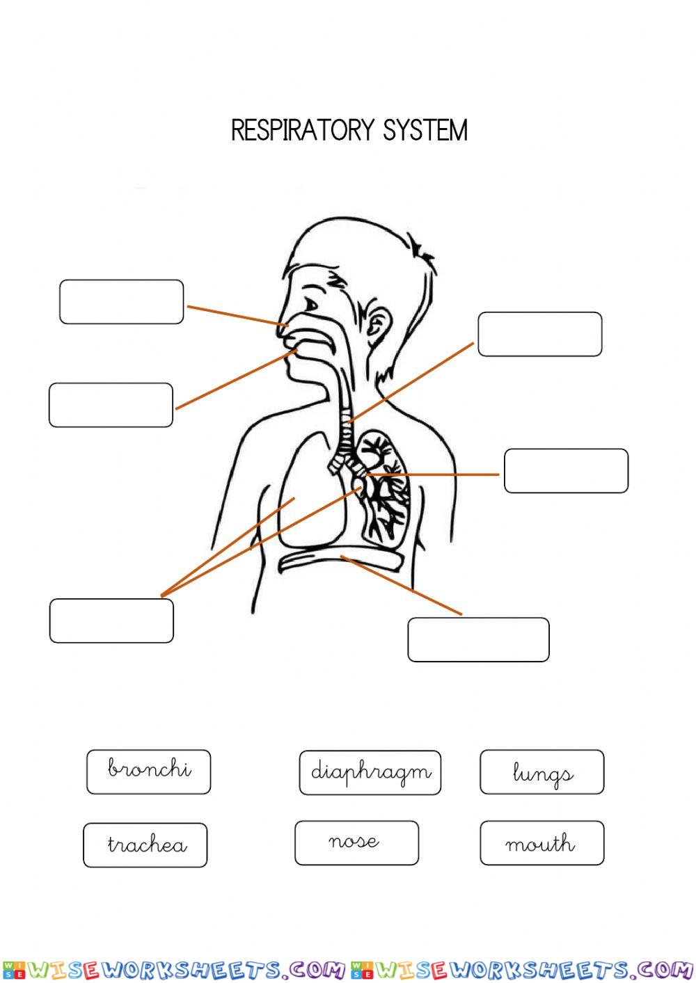 Respiratory System