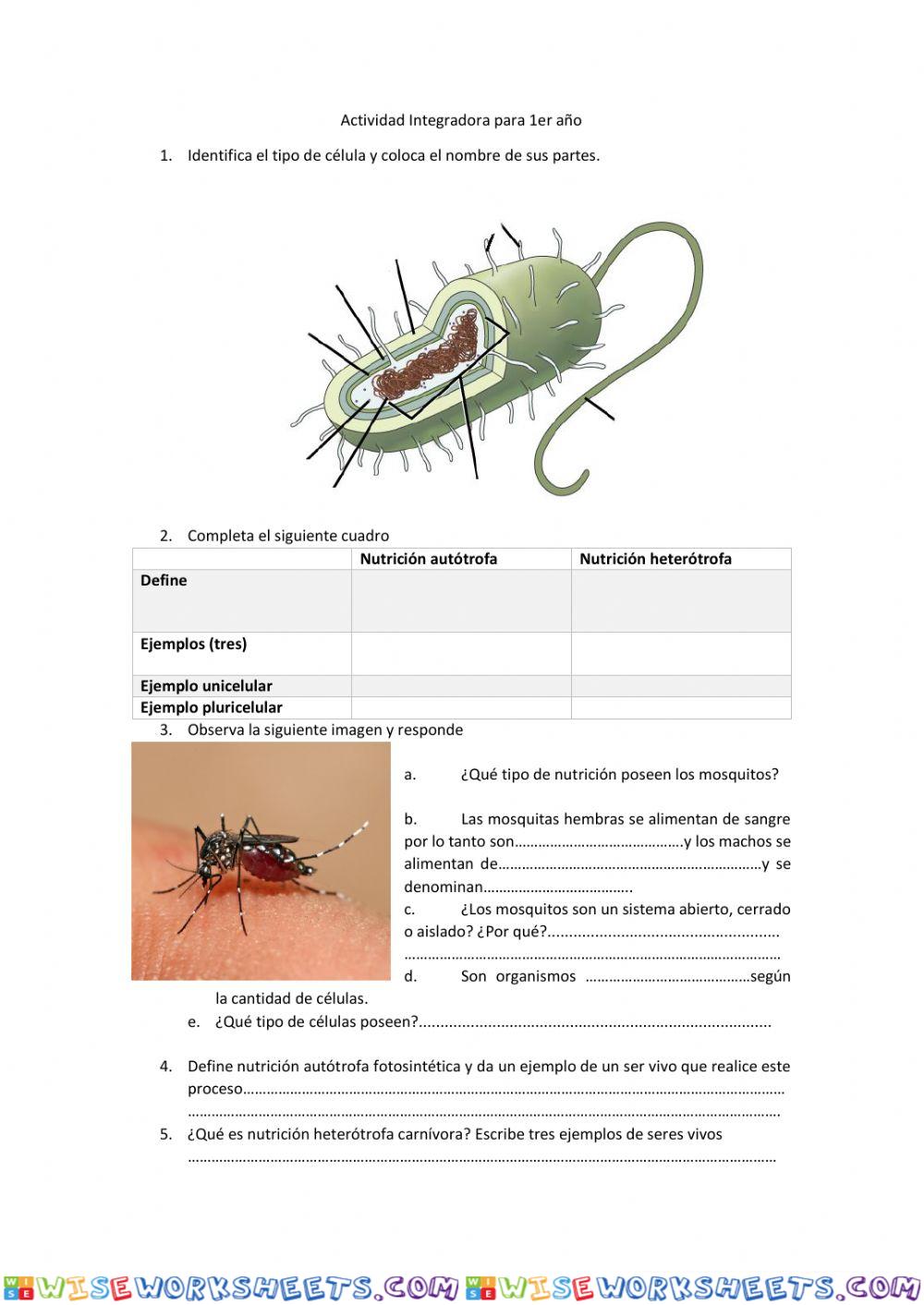 Nutricion de los seres vivos