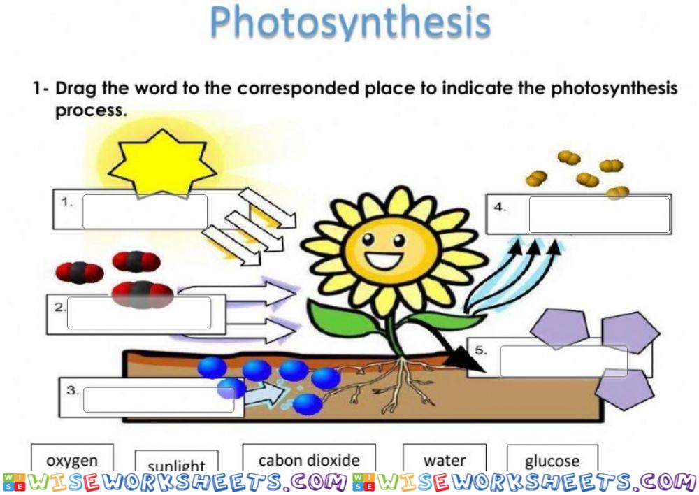 Photosynthesis