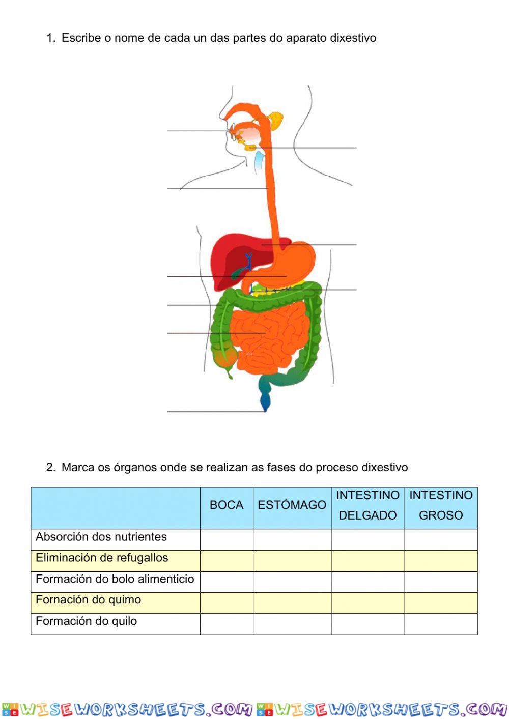 Avaliación: Función de Nutrición
