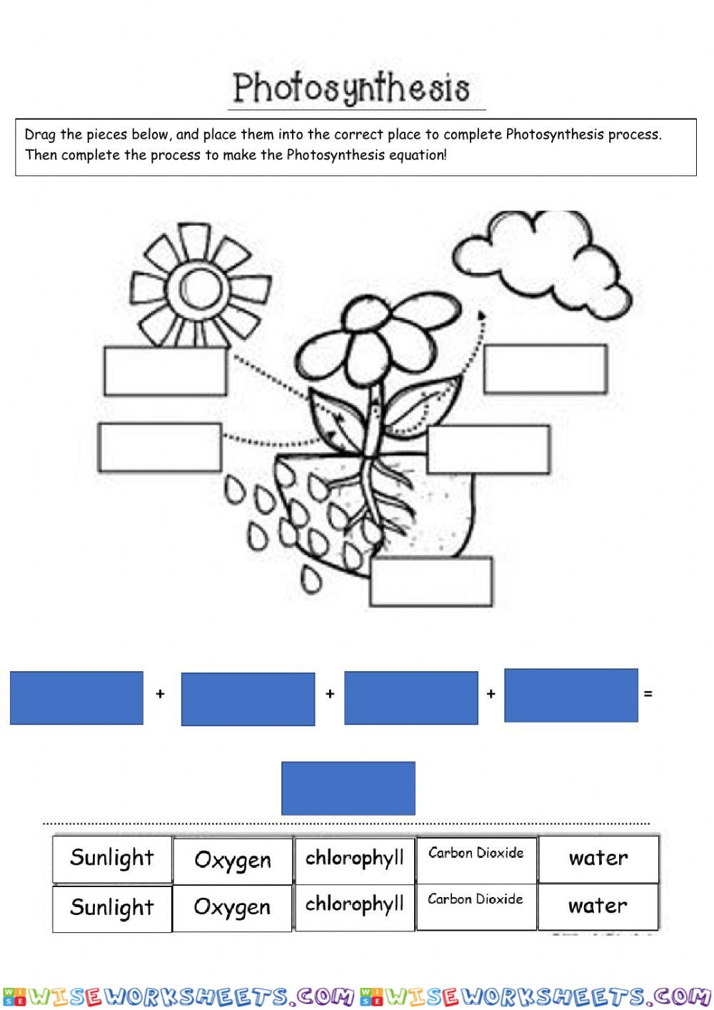 Photosynthesis