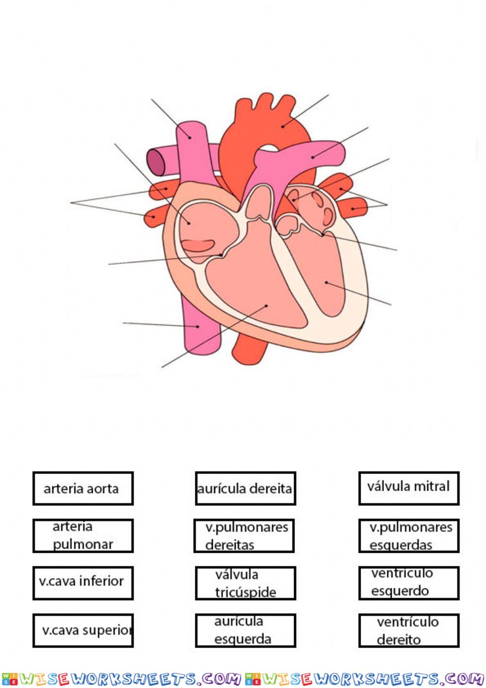 O CORAZÓN