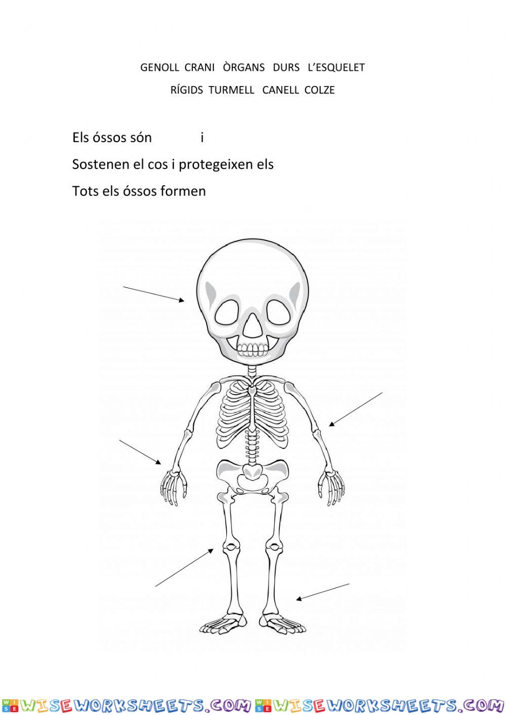 L'esquelet