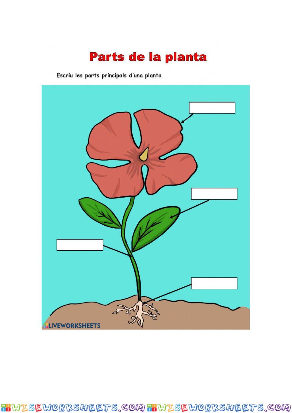 Parts de la planta
