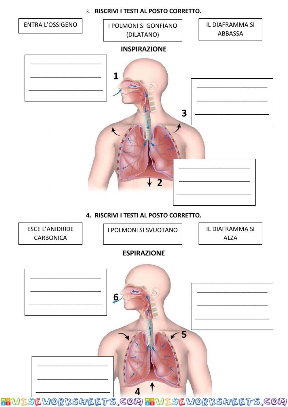 worksheet