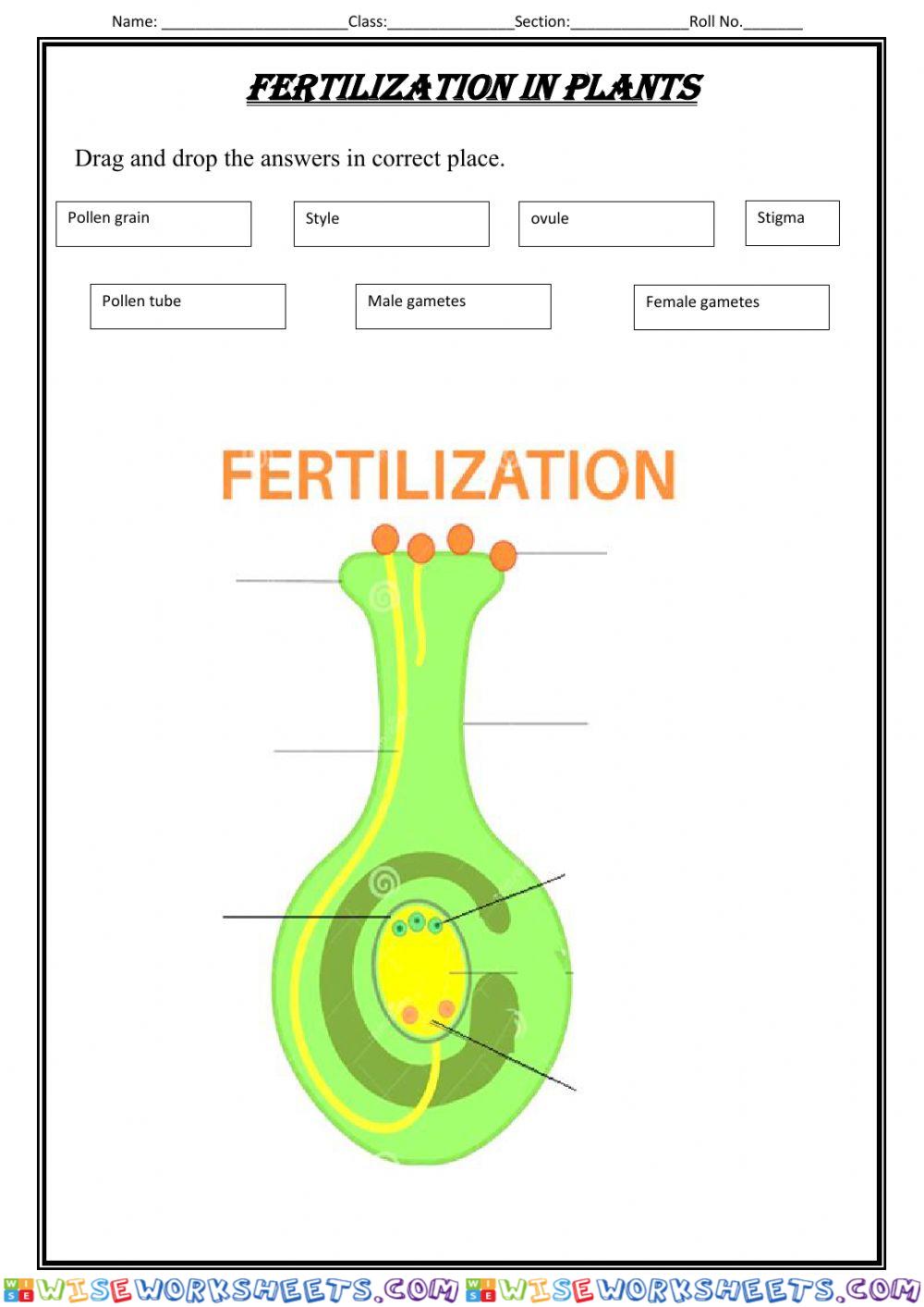 Fertilization in plants