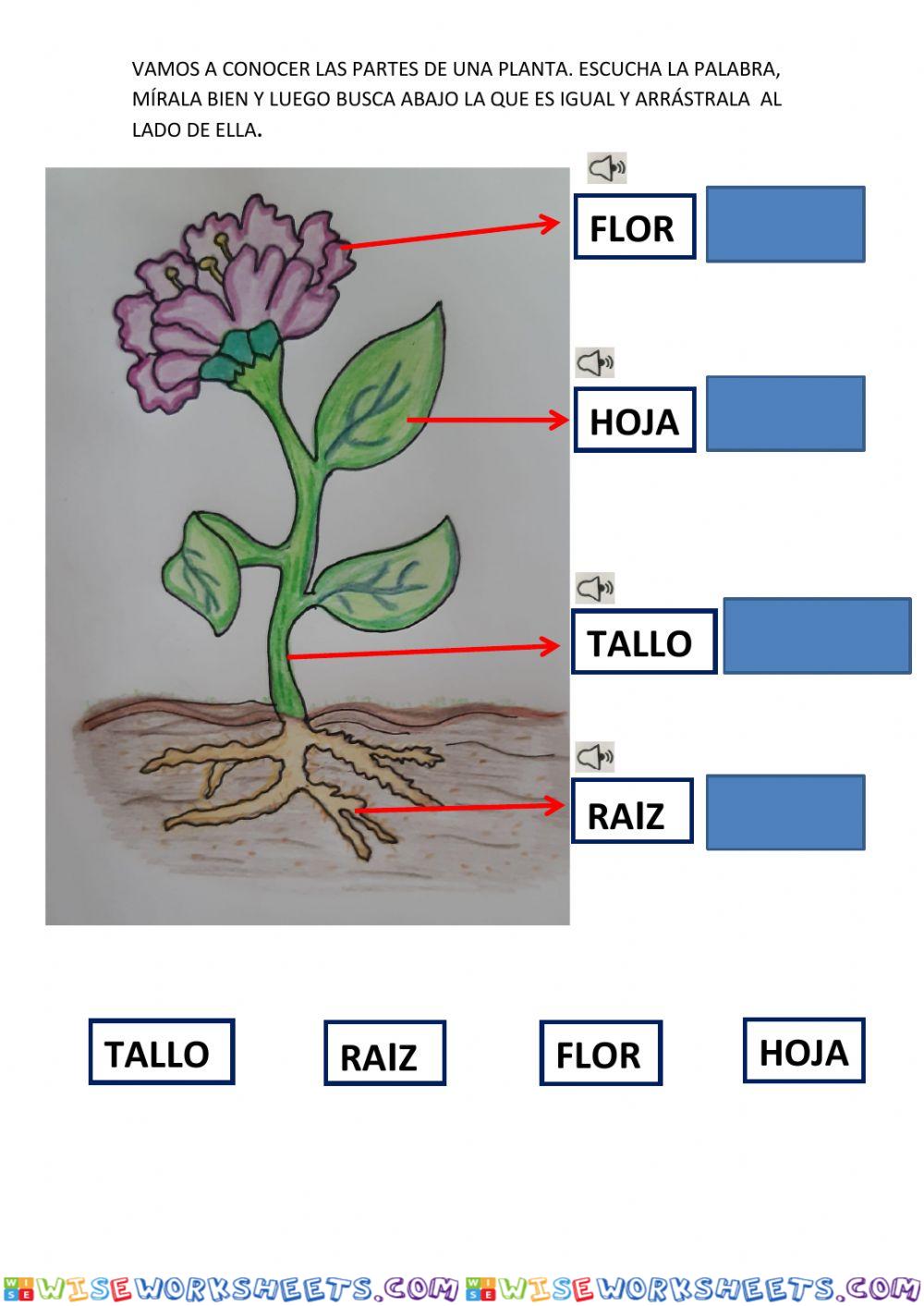 Partes de una planta.