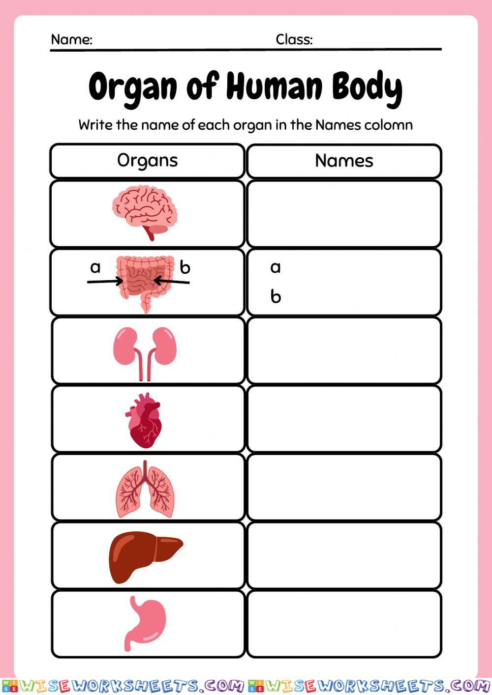 worksheet