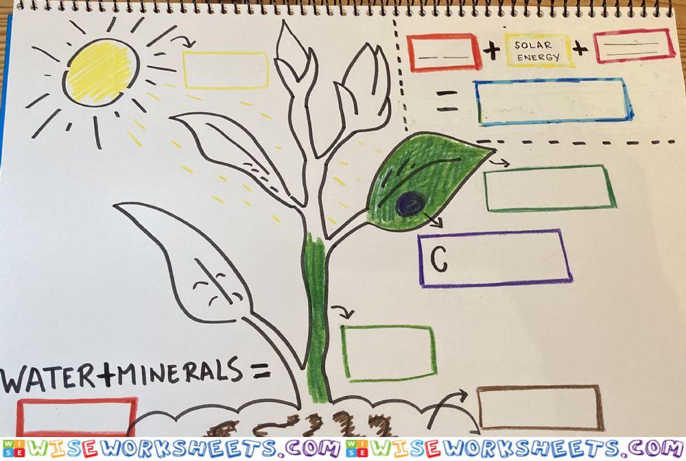 PlantS nutrition