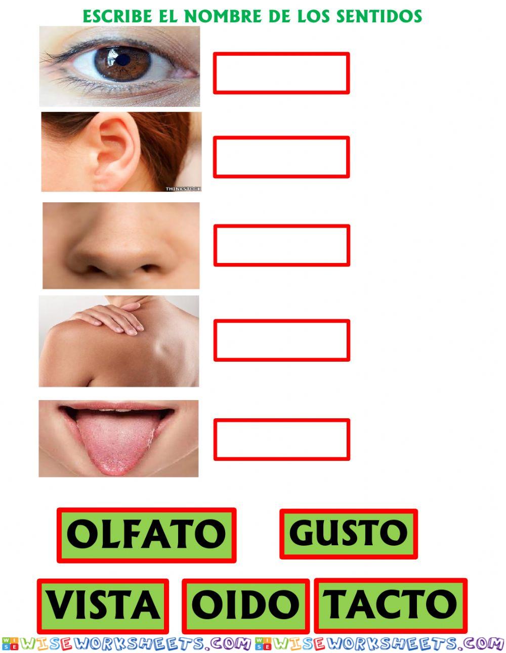 Los sentidos de los órganos