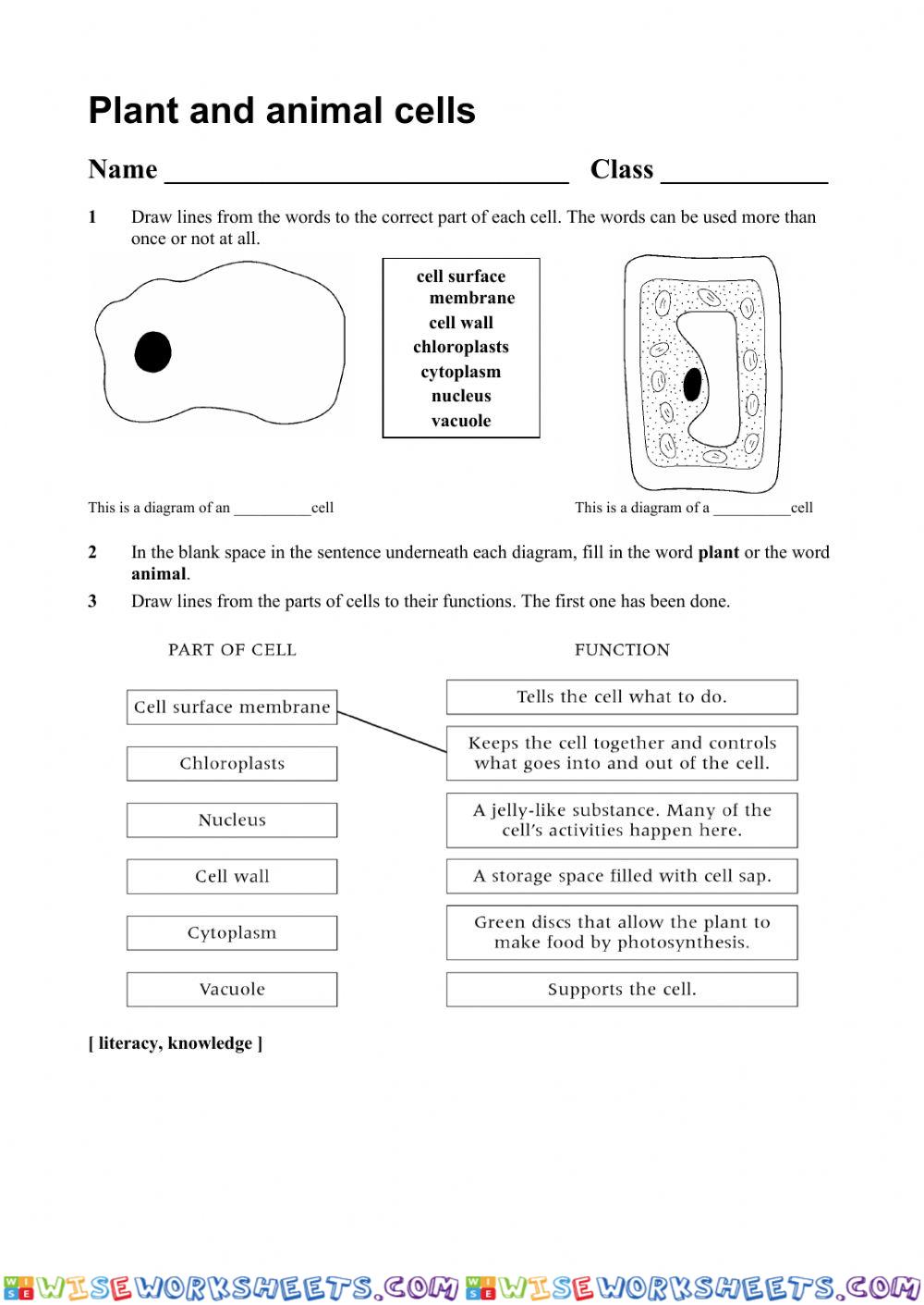 Plant and animals cells