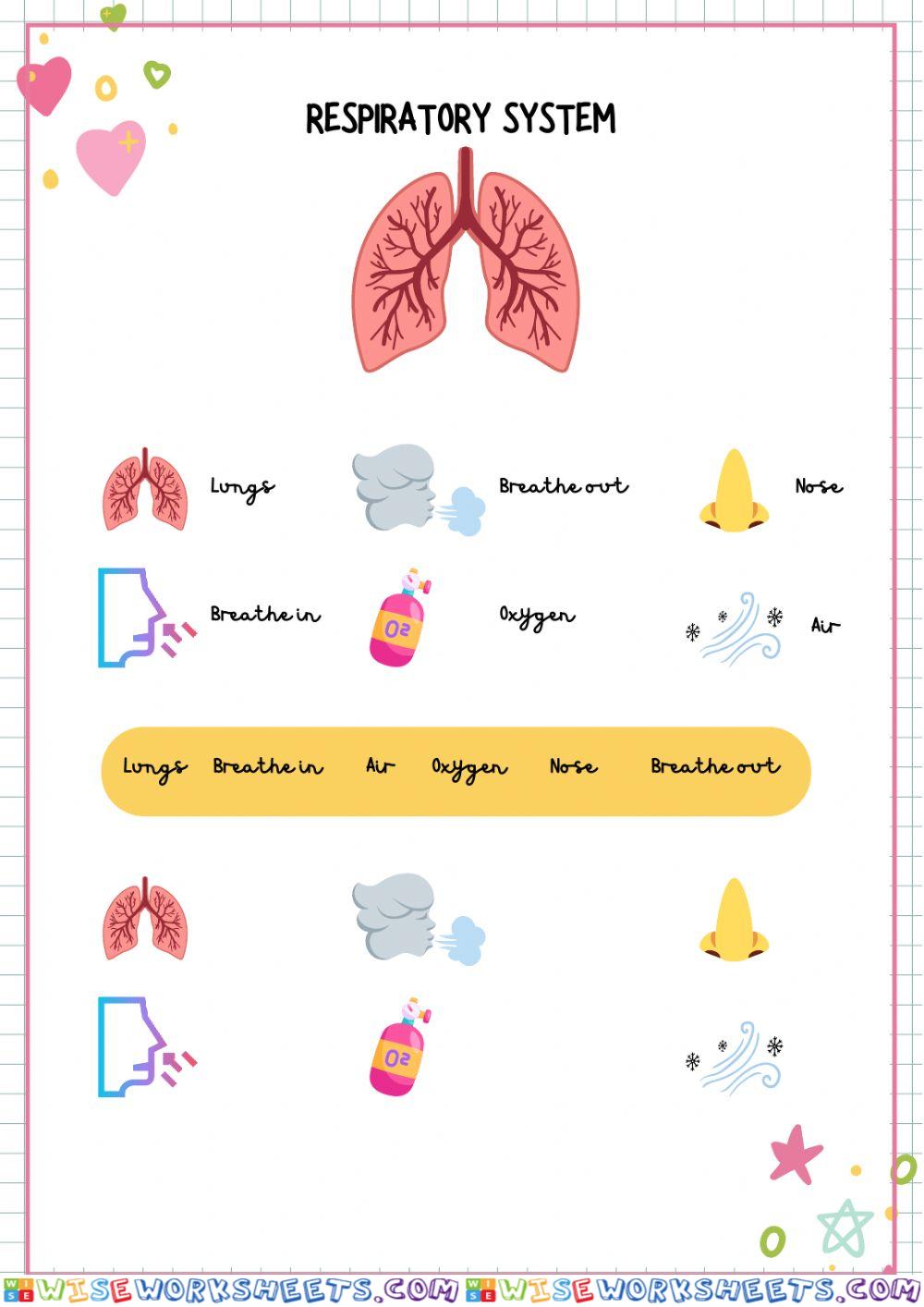 Respiratory and circulatory systems