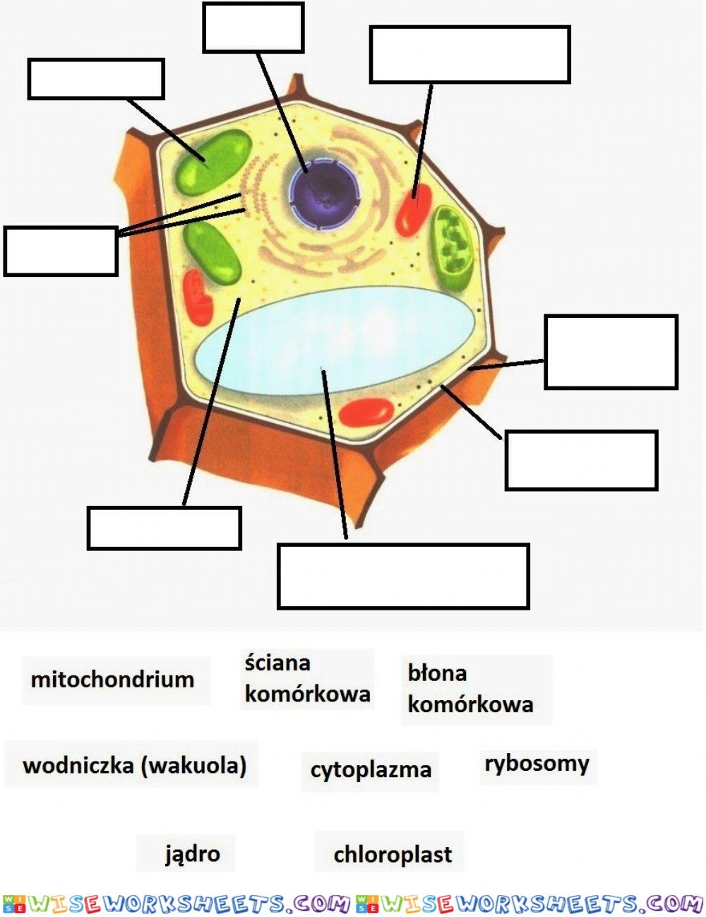 Budowa komórki roślinnej