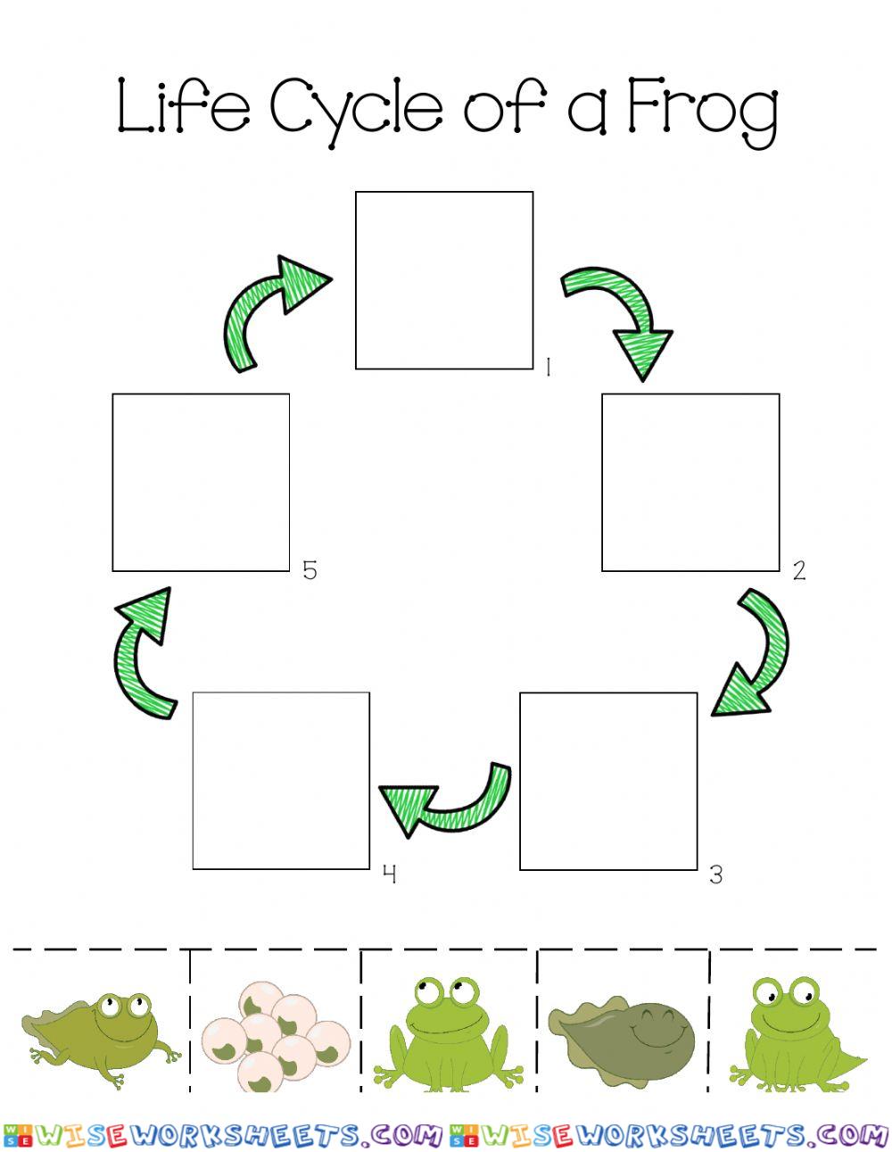 Life Cycle of a Frog