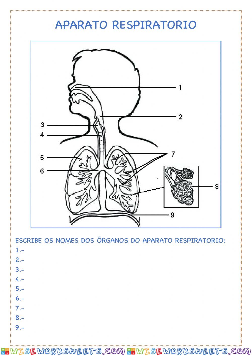 Aparato respiratorio