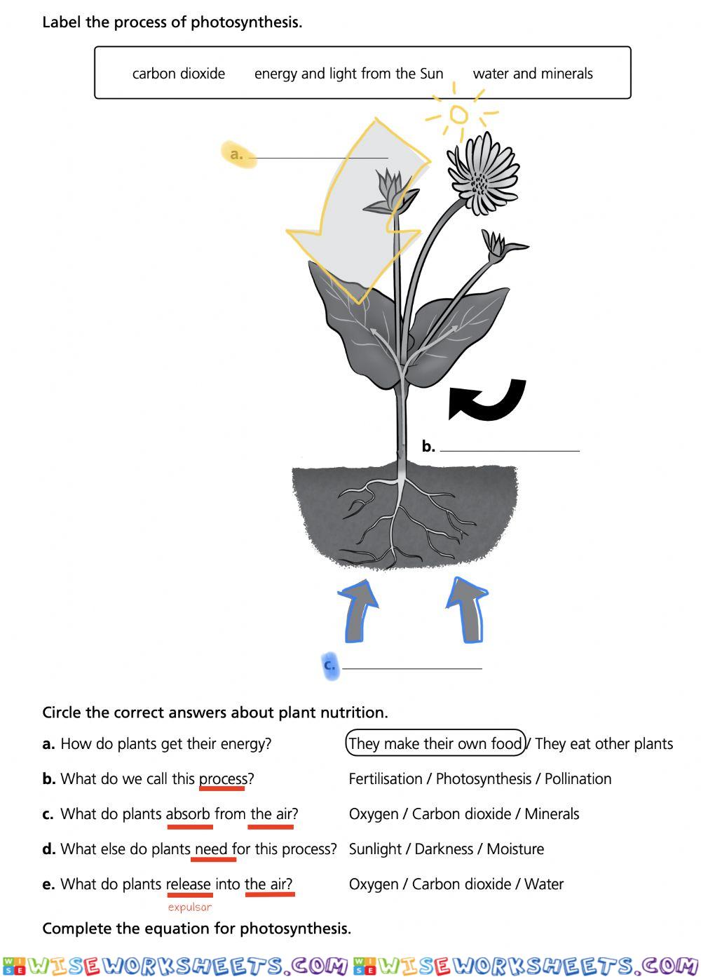 Photosynthesis easy