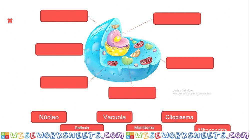 Partes de la célula
