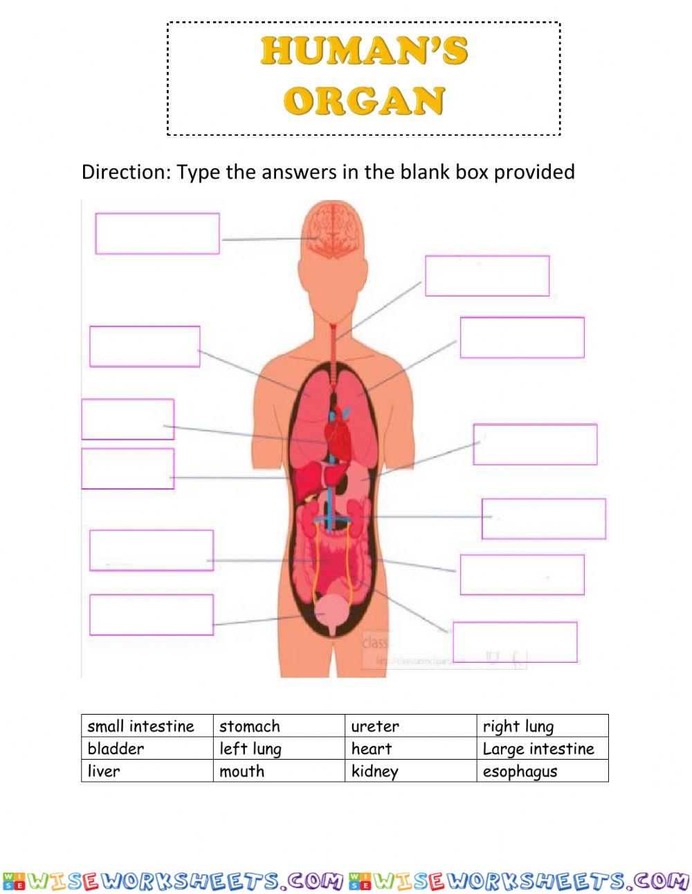 Human's Organ