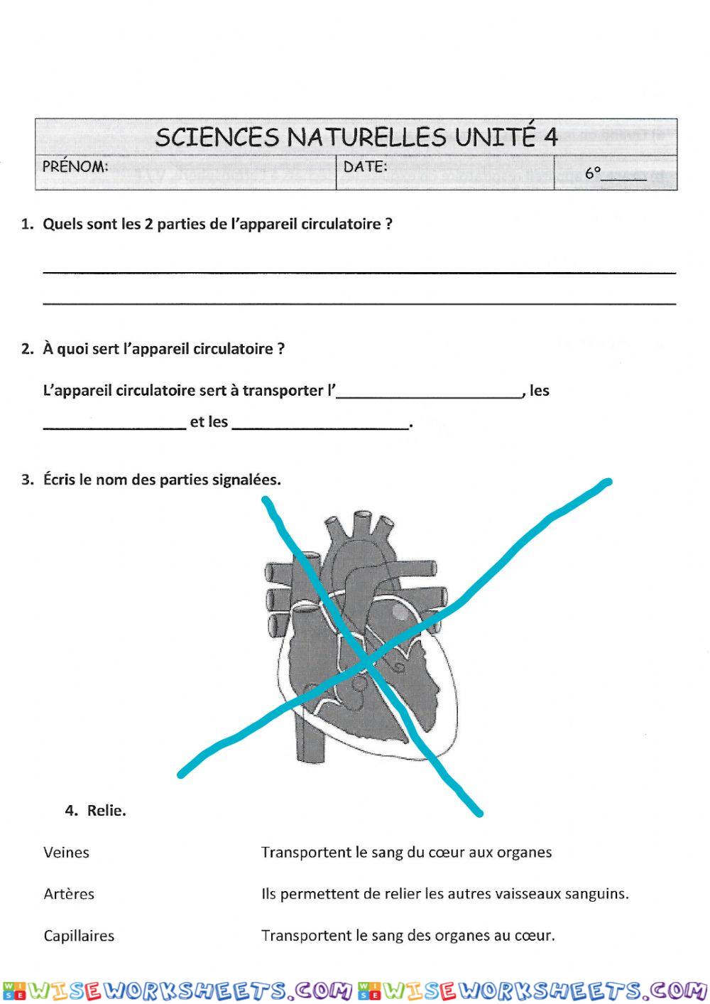 Circulatoire, respiratoire et digestif