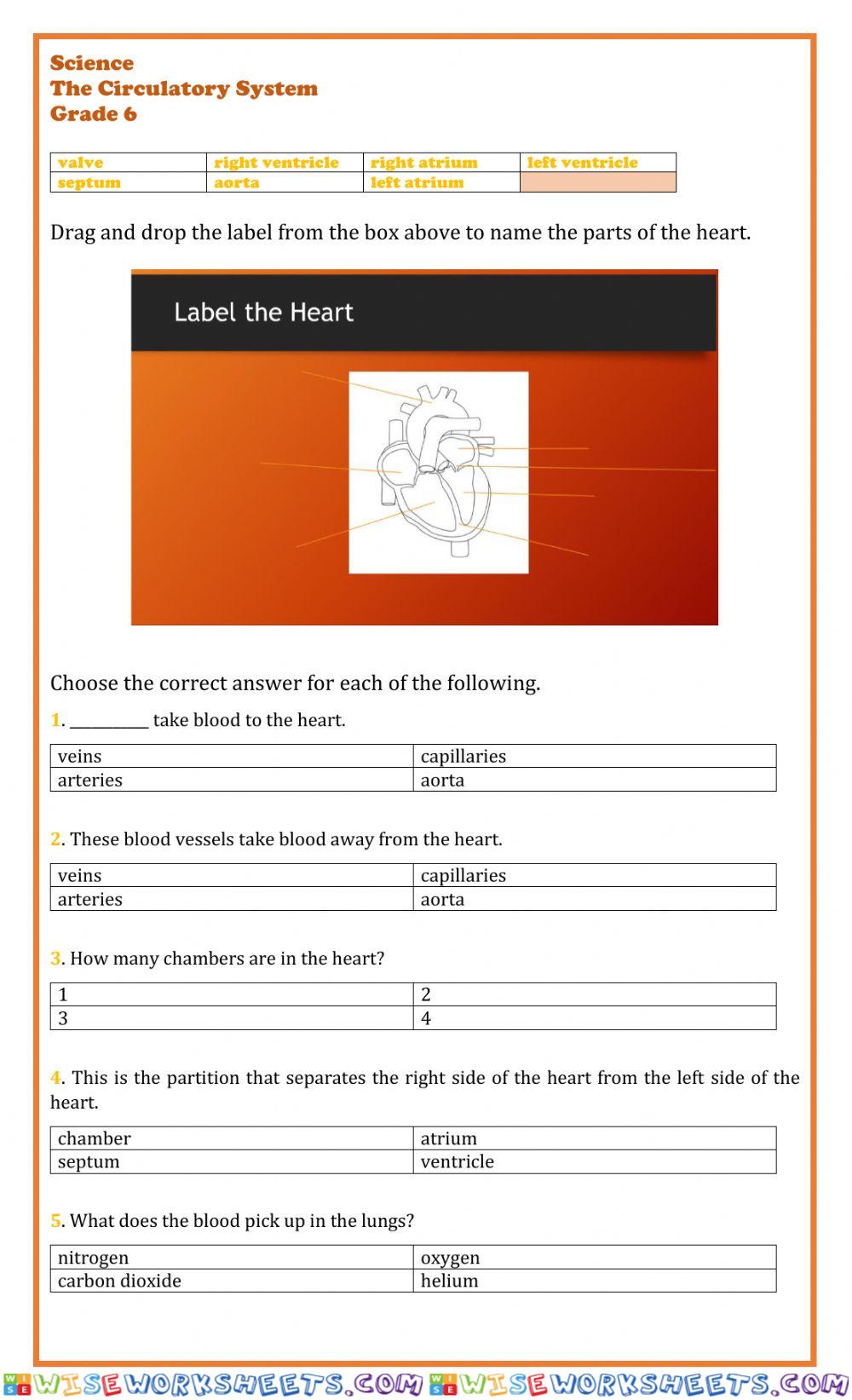 The Circulatory System
