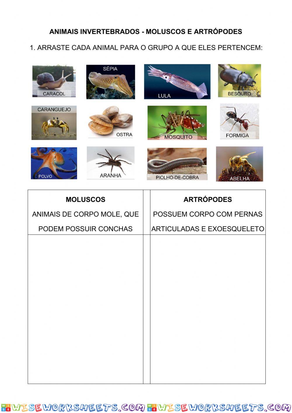 Moluscos e artrópodes