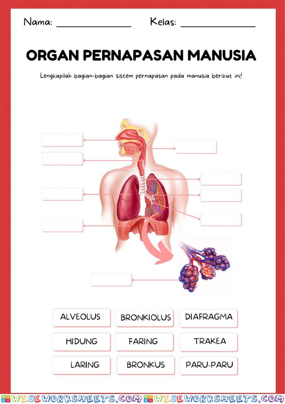 Sistem pernafasan manusia